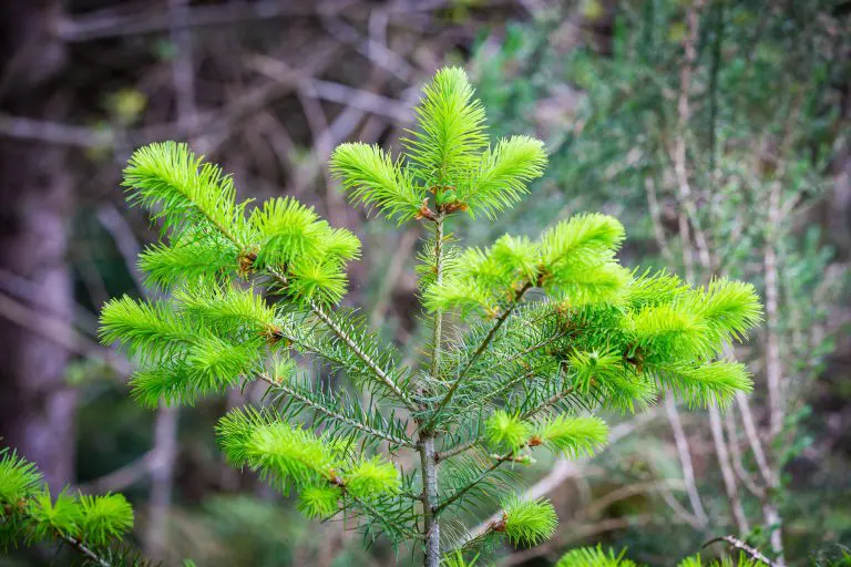 Kaingaora Timberlands Position on Hunting
