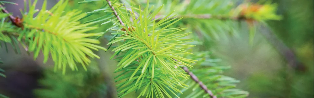 Kaingaroa Forest Permits